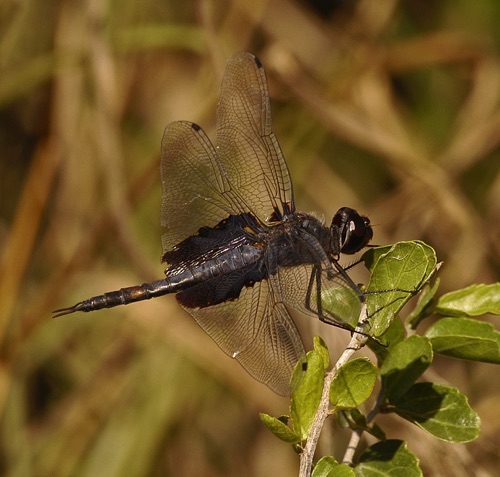 Male
1 Nov 2005  TX